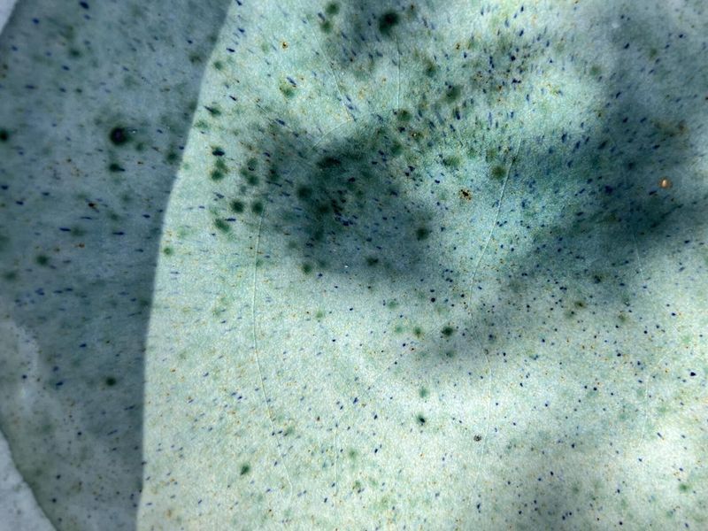 Салатниця 1100 мл Капучино Deep Ocean 2212272510 фото